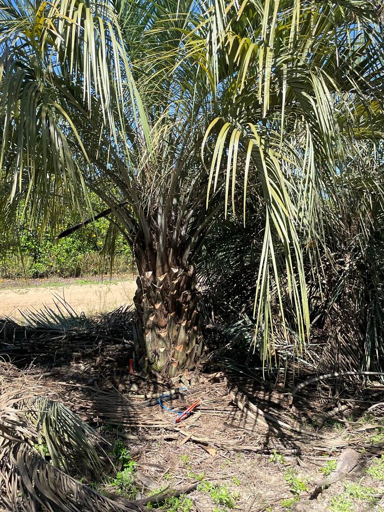 butia-capitata-cocos-australis-pindo-palm-jelly-palm
