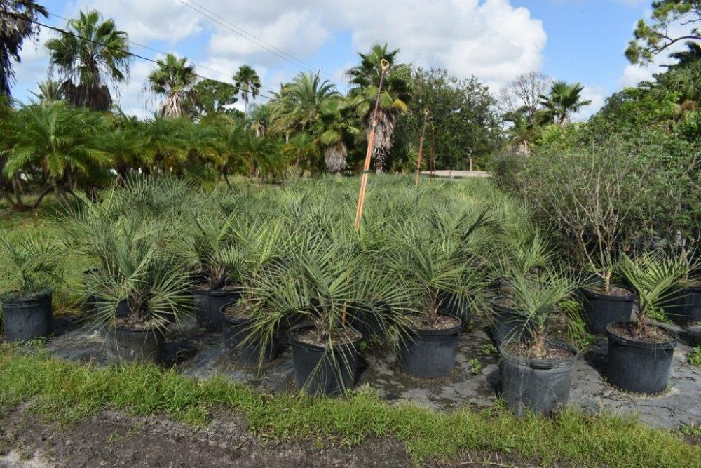 butia-capitata-cocos-australis-pindo-palm-jelly-palm