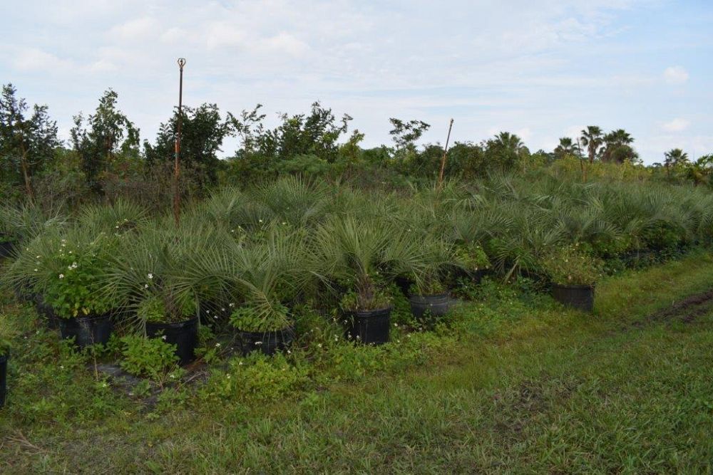 butia-capitata-cocos-australis-pindo-palm-jelly-palm