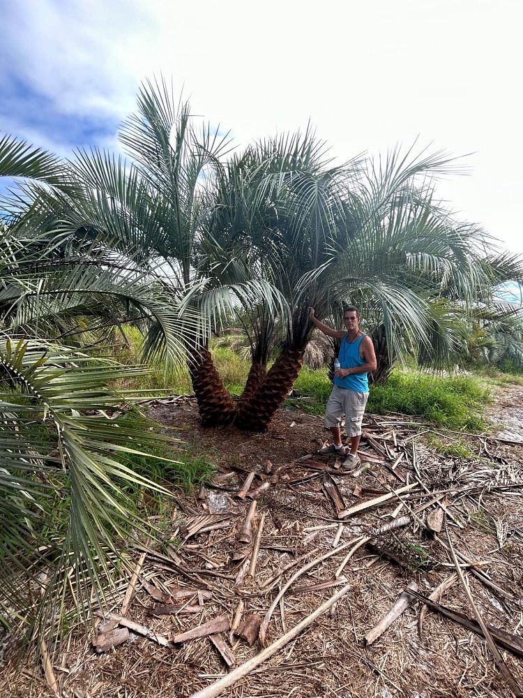 butia-capitata-cocos-australis-pindo-palm-jelly-palm