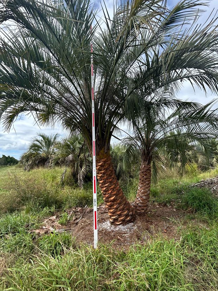 butia-capitata-cocos-australis-pindo-palm-jelly-palm
