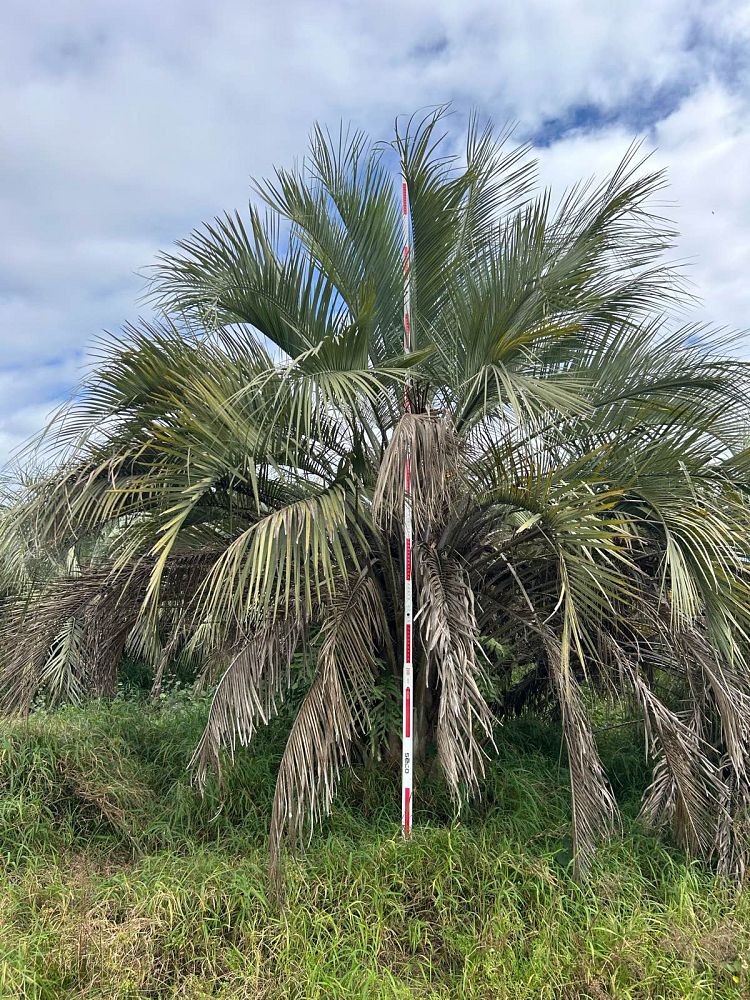 butia-capitata-cocos-australis-pindo-palm-jelly-palm