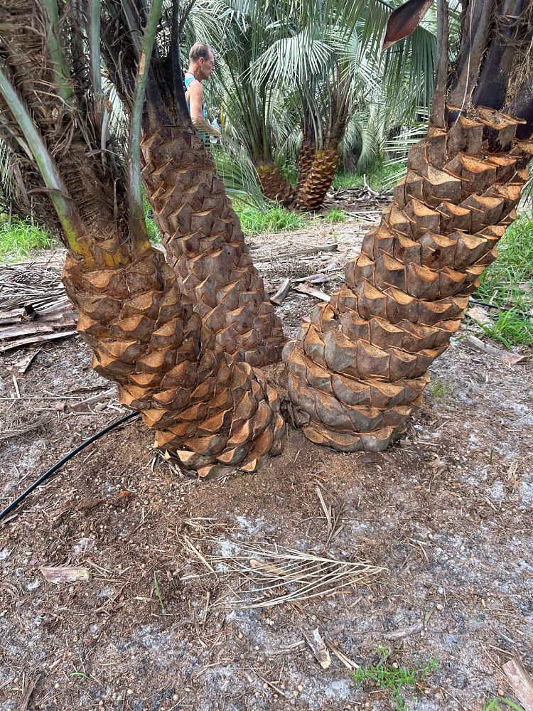 butia-capitata-cocos-australis-pindo-palm-jelly-palm