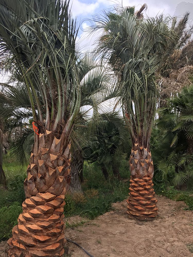 butia-capitata-cocos-australis-pindo-palm-jelly-palm