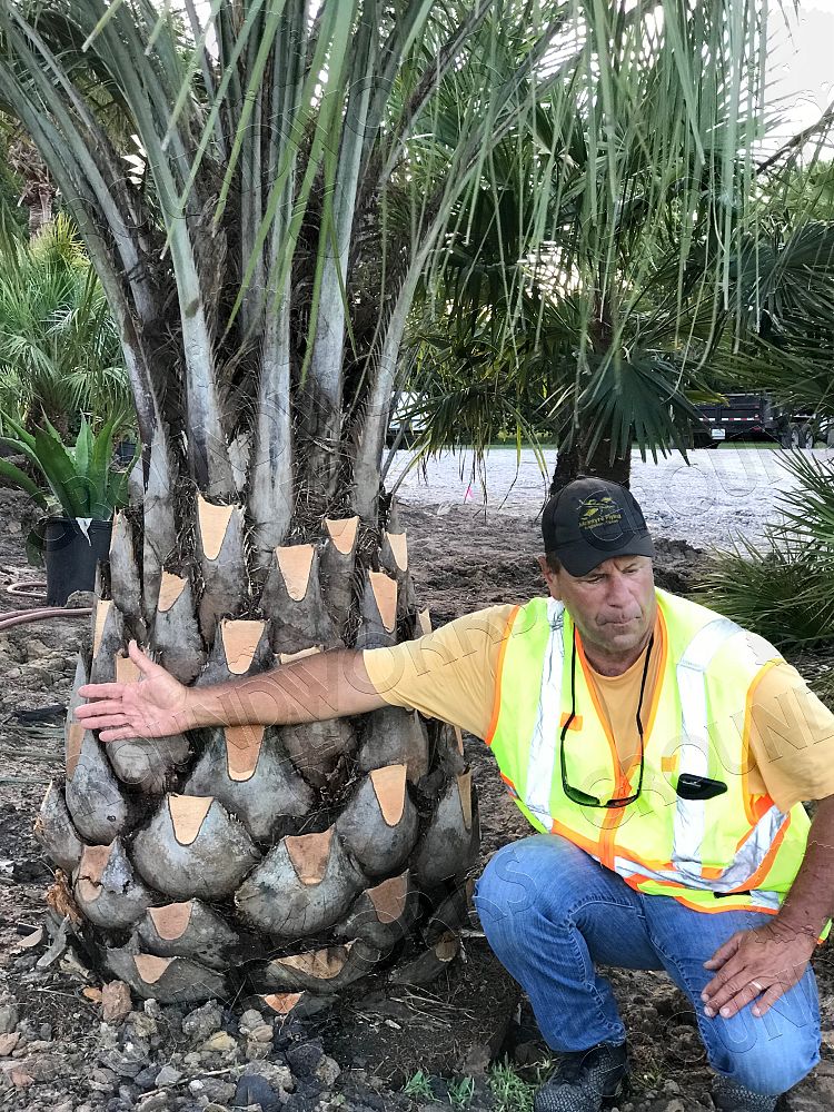 butia-capitata-cocos-australis-pindo-palm-jelly-palm