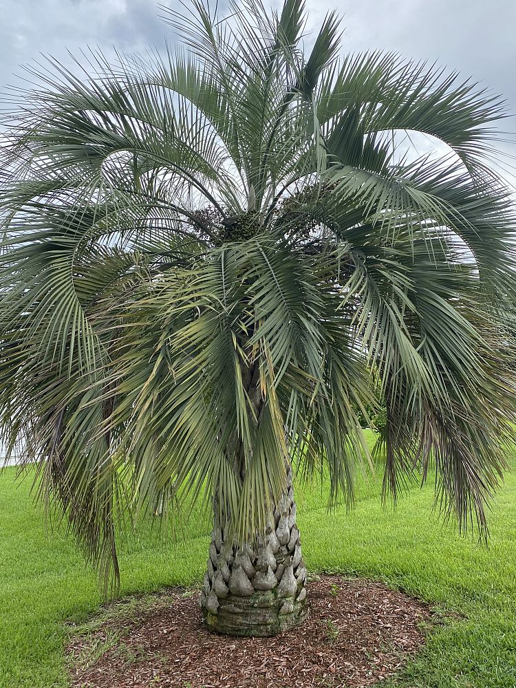 butia-capitata-cocos-australis-pindo-palm-jelly-palm
