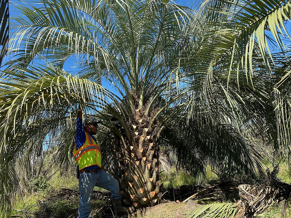 butia-capitata-cocos-australis-pindo-palm-jelly-palm