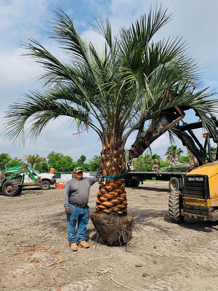 butia-capitata-cocos-australis-pindo-palm-jelly-palm