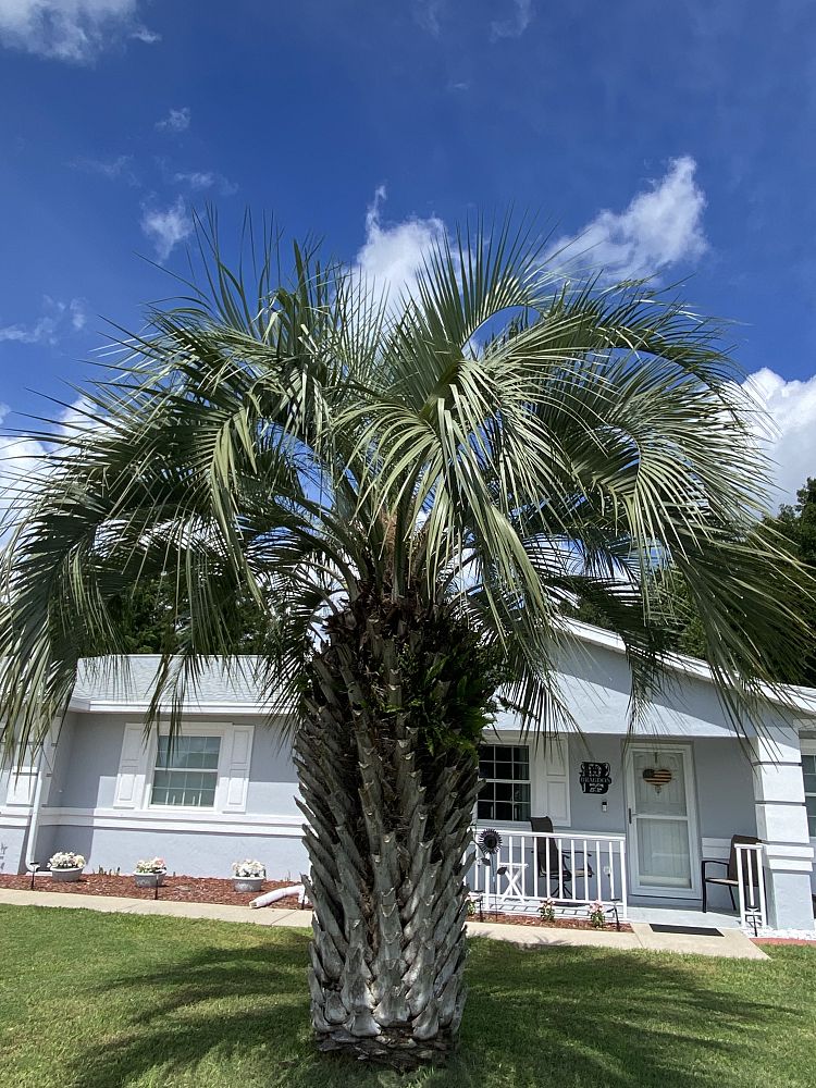 butia-capitata-cocos-australis-pindo-palm-jelly-palm