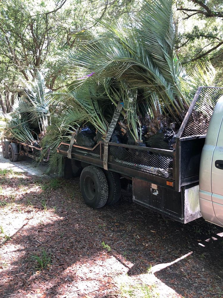 butia-capitata-cocos-australis-pindo-palm-jelly-palm