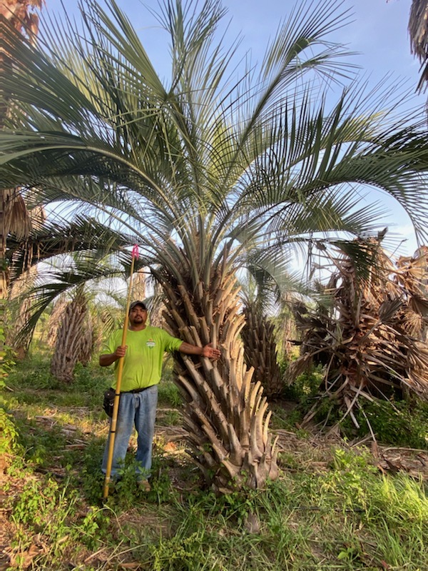 butia-capitata-cocos-australis-pindo-palm-jelly-palm