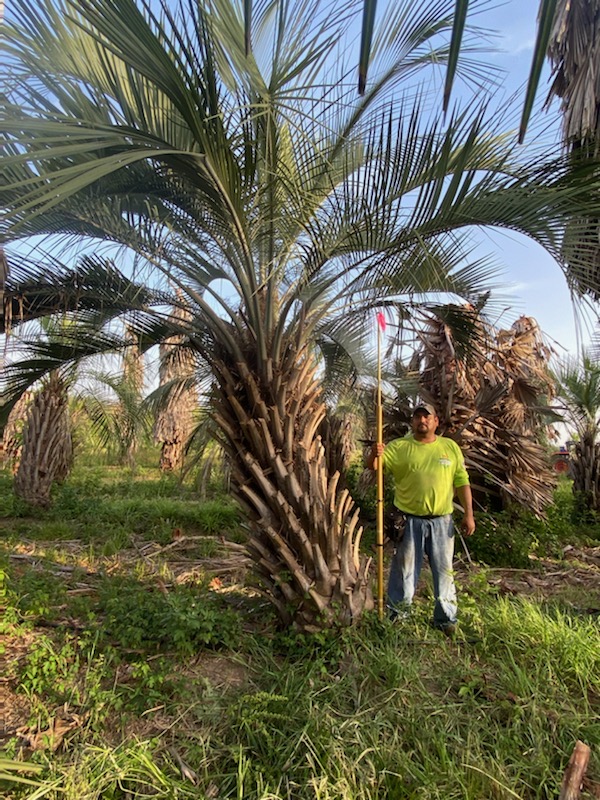 butia-capitata-cocos-australis-pindo-palm-jelly-palm