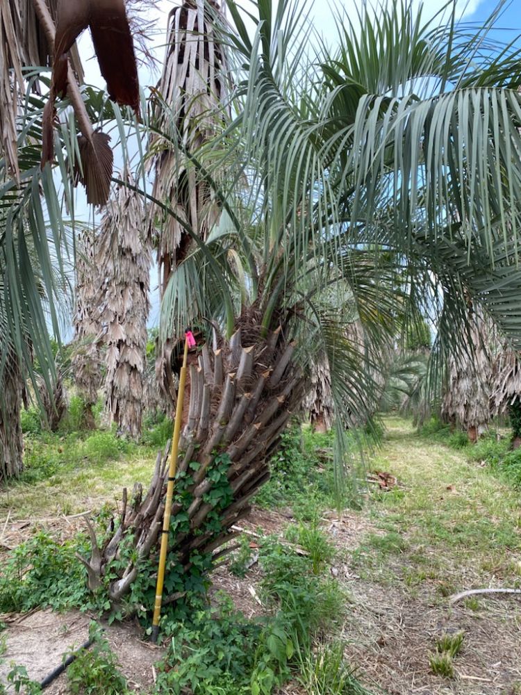 butia-capitata-cocos-australis-pindo-palm-jelly-palm