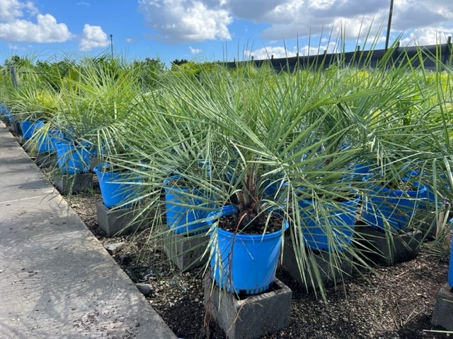 butia-capitata-cocos-australis-pindo-palm-jelly-palm