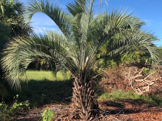 butia-capitata-cocos-australis-pindo-palm-jelly-palm