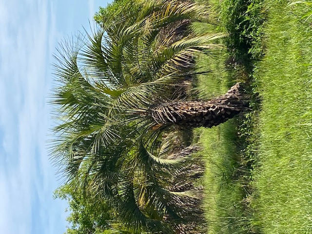 butia-capitata-cocos-australis-pindo-palm-jelly-palm