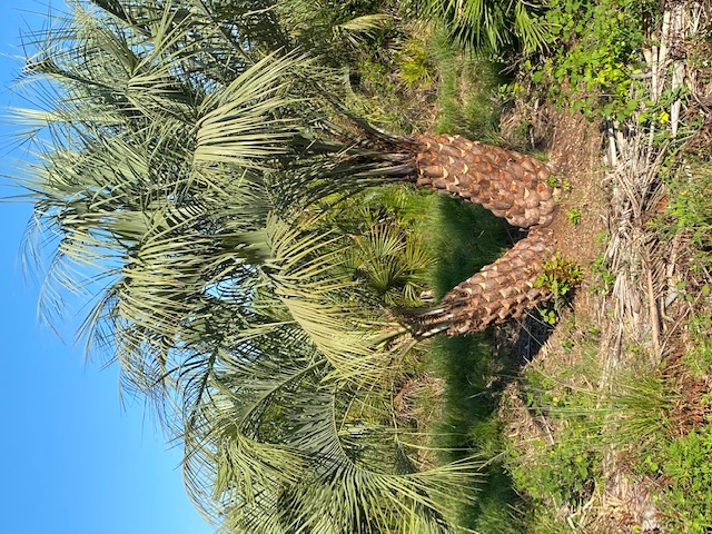butia-capitata-cocos-australis-pindo-palm-jelly-palm