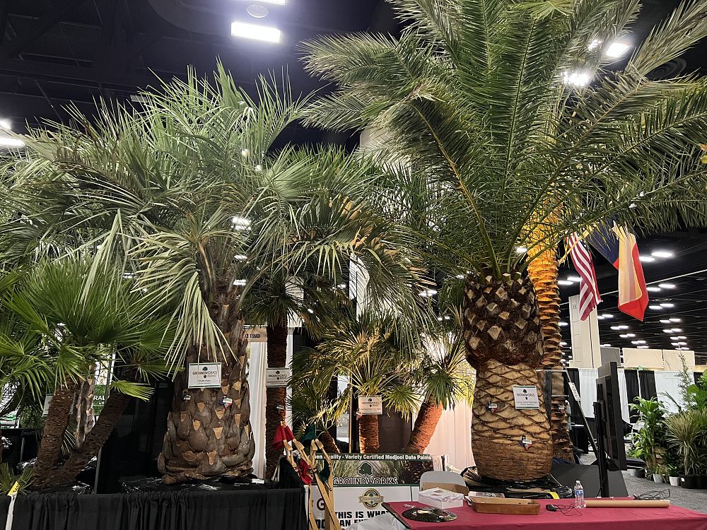 butia-capitata-cocos-australis-pindo-palm-jelly-palm