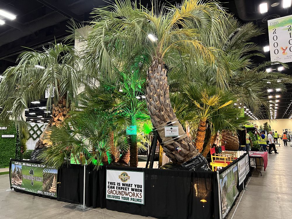 butia-capitata-cocos-australis-pindo-palm-jelly-palm