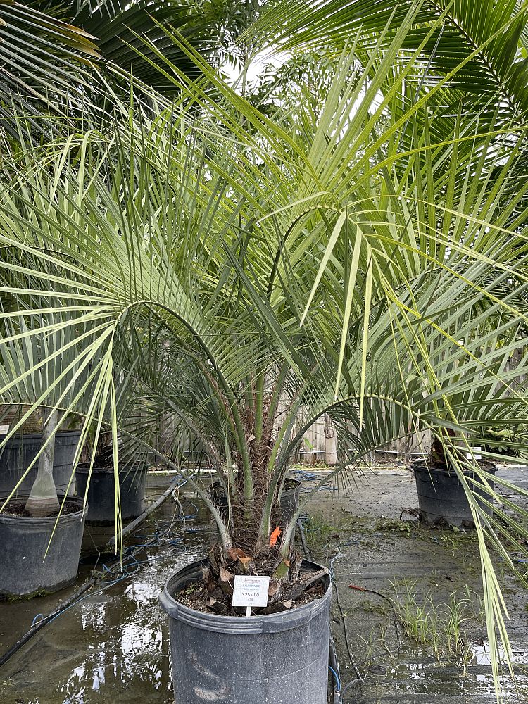 butia-capitata-cocos-australis-pindo-palm-jelly-palm