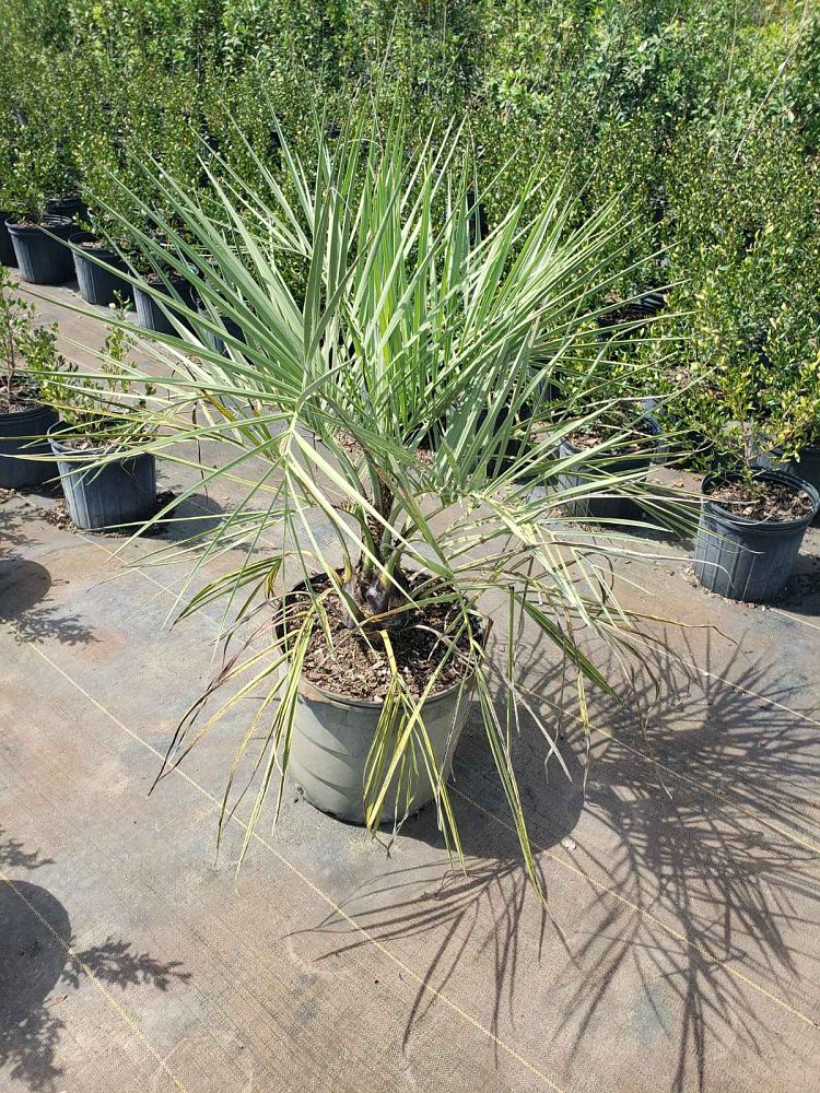 butia-capitata-cocos-australis-pindo-palm-jelly-palm