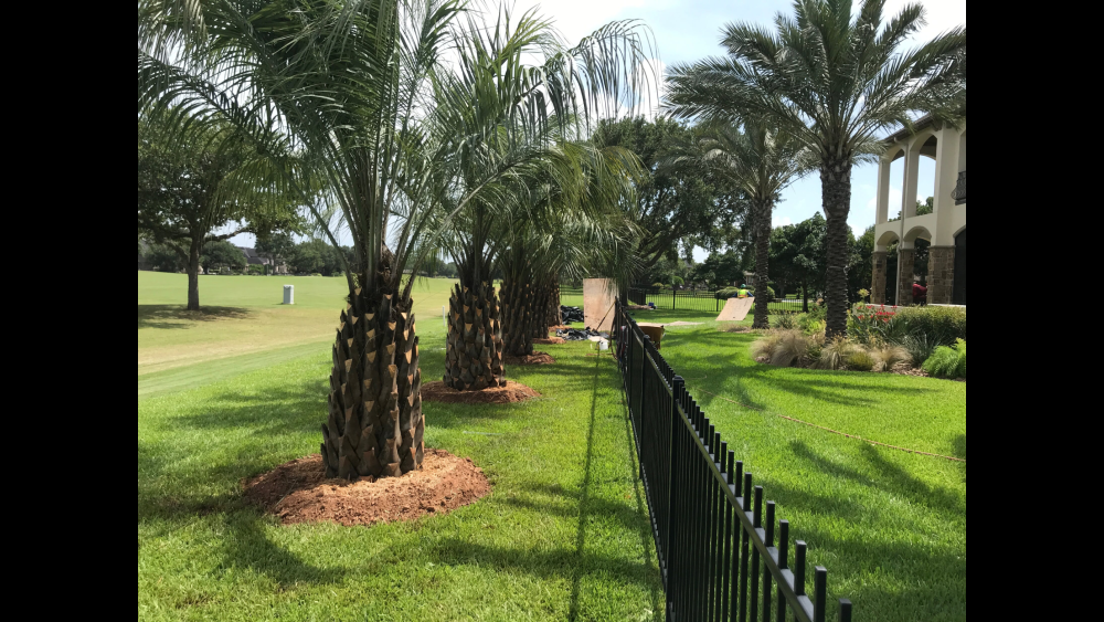 butia-capitata-cocos-australis-pindo-palm-jelly-palm