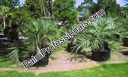 butia-capitata-cocos-australis-pindo-palm-jelly-palm