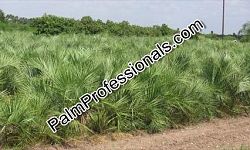 butia-capitata-cocos-australis-pindo-palm-jelly-palm