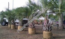 butia-capitata-cocos-australis-pindo-palm-jelly-palm