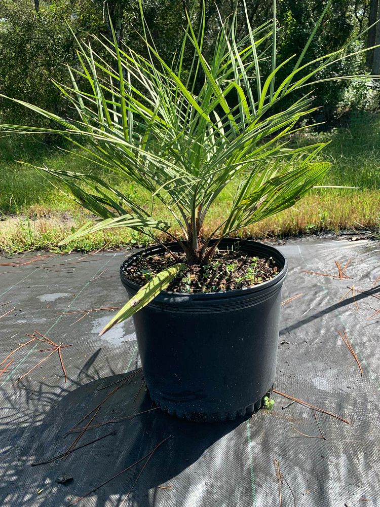 butia-capitata-cocos-australis-pindo-palm-jelly-palm
