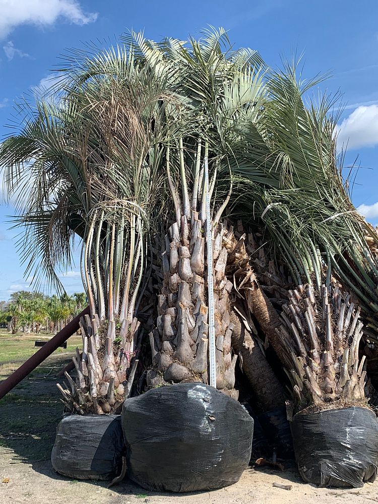 butia-capitata-cocos-australis-pindo-palm-jelly-palm