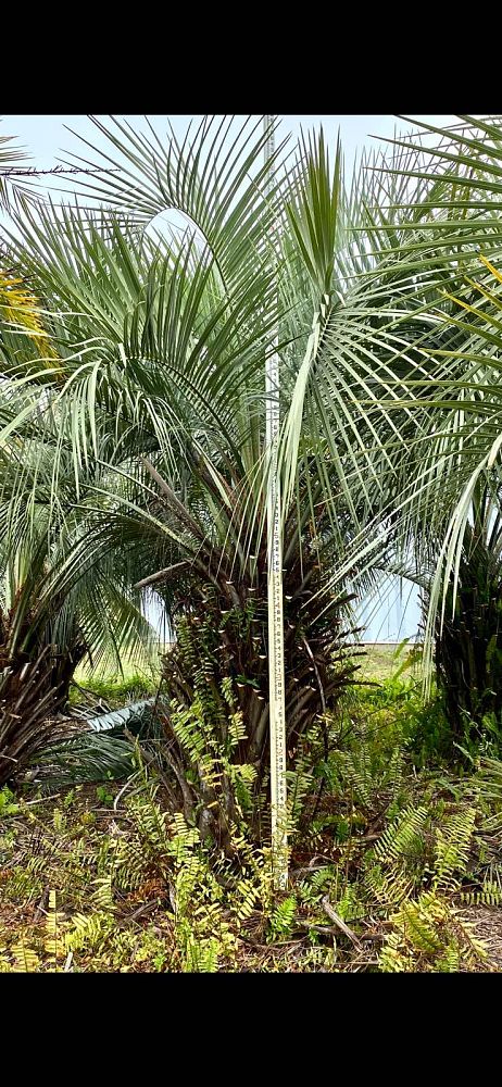 butia-capitata-cocos-australis-pindo-palm-jelly-palm