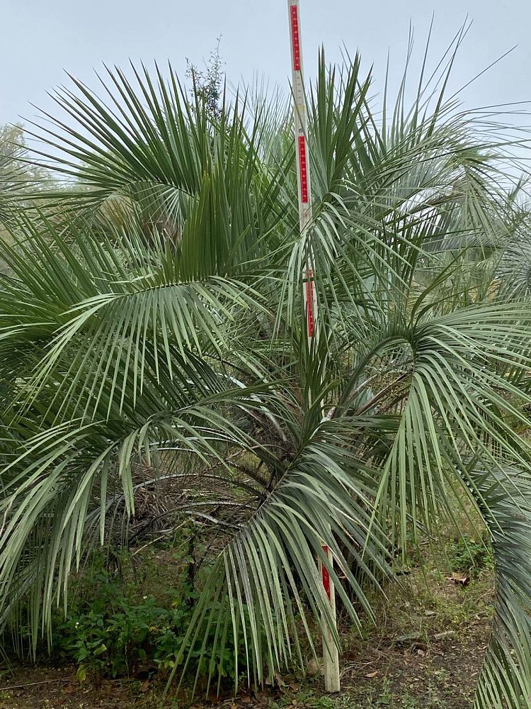 butia-capitata-cocos-australis-pindo-palm-jelly-palm
