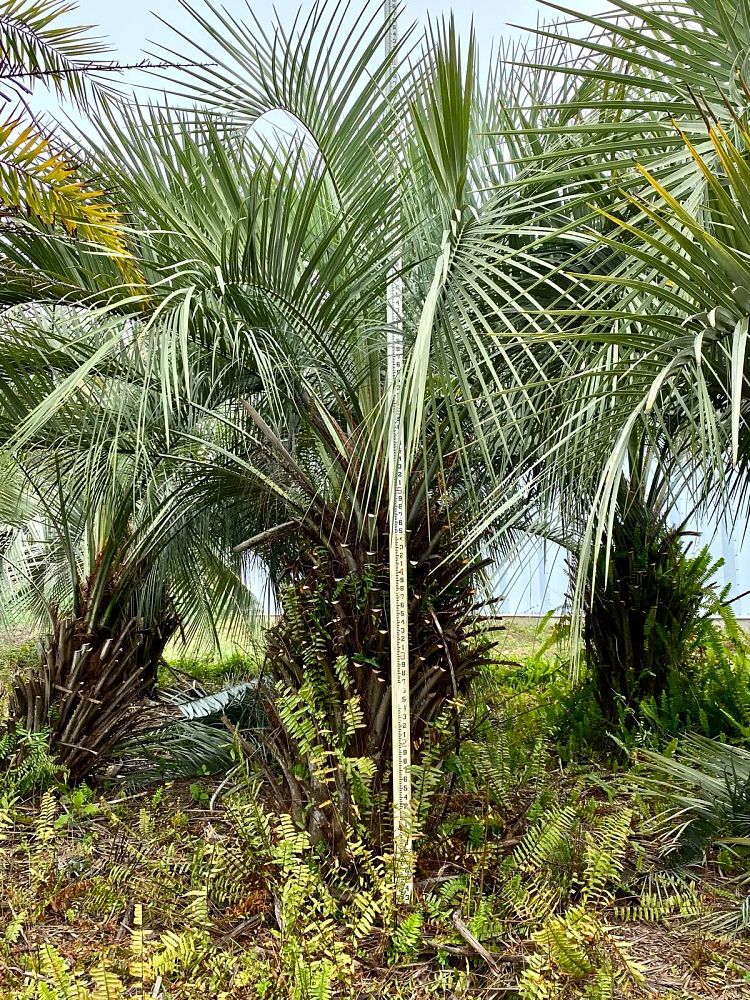 butia-capitata-cocos-australis-pindo-palm-jelly-palm