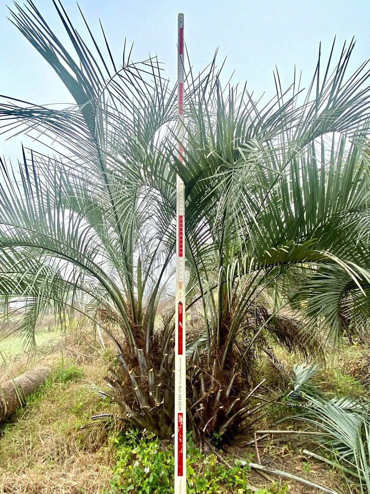 butia-capitata-cocos-australis-pindo-palm-jelly-palm