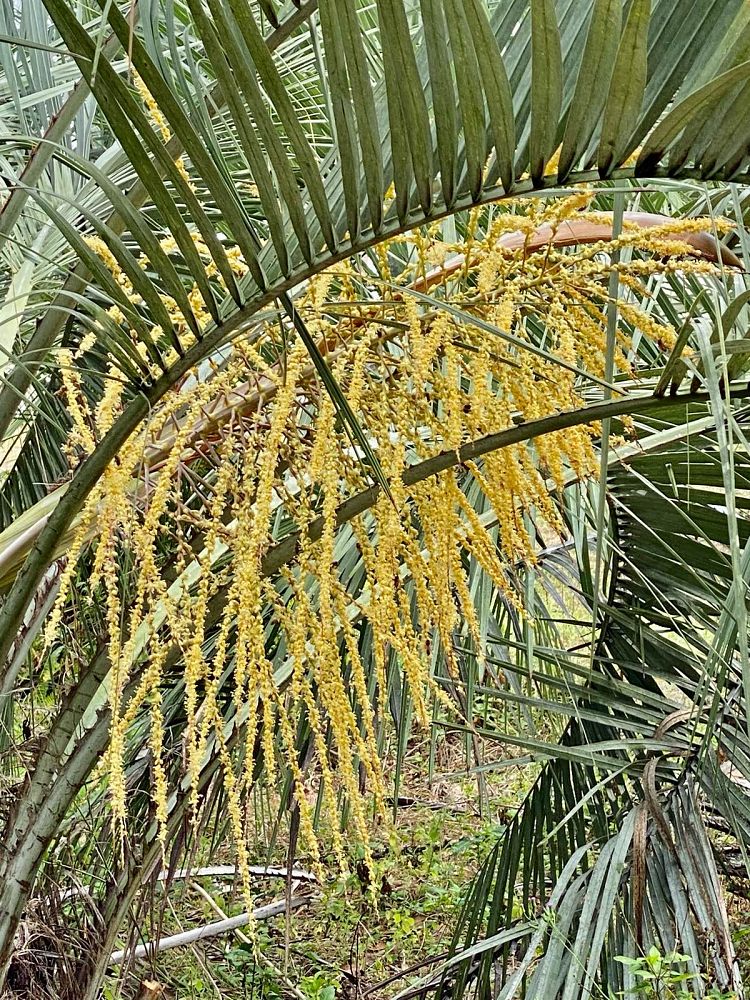 butia-capitata-cocos-australis-pindo-palm-jelly-palm
