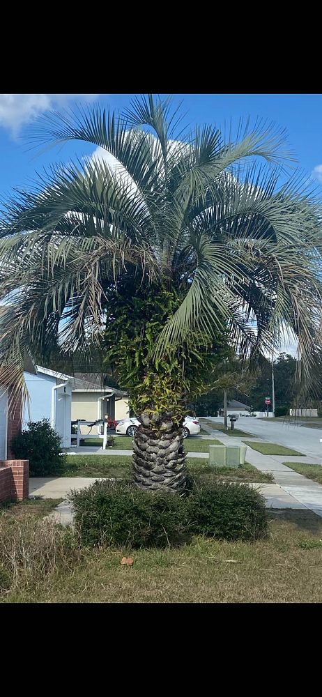 butia-capitata-cocos-australis-pindo-palm-jelly-palm