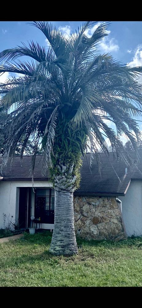 butia-capitata-cocos-australis-pindo-palm-jelly-palm