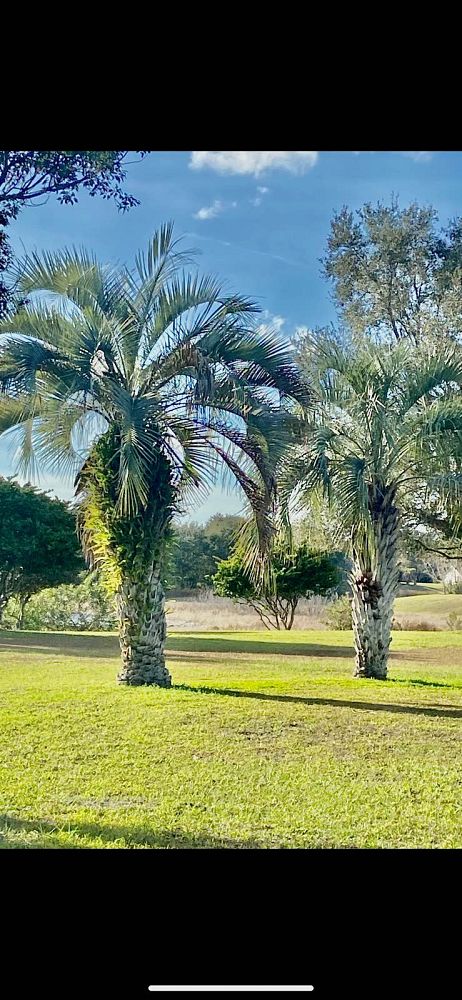 butia-capitata-cocos-australis-pindo-palm-jelly-palm