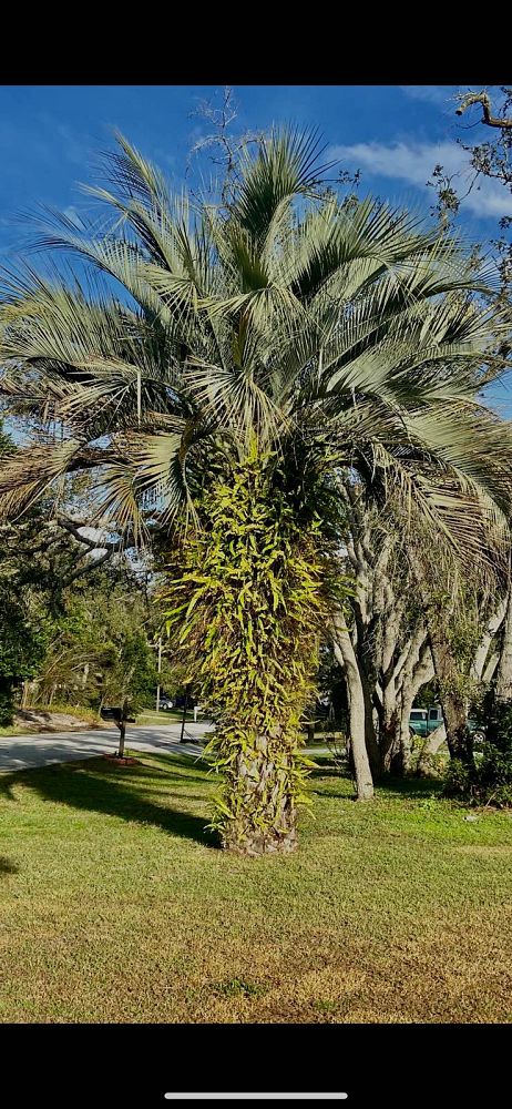 butia-capitata-cocos-australis-pindo-palm-jelly-palm