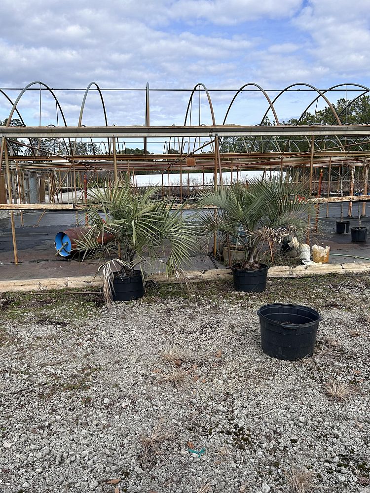 butia-capitata-cocos-australis-pindo-palm-jelly-palm