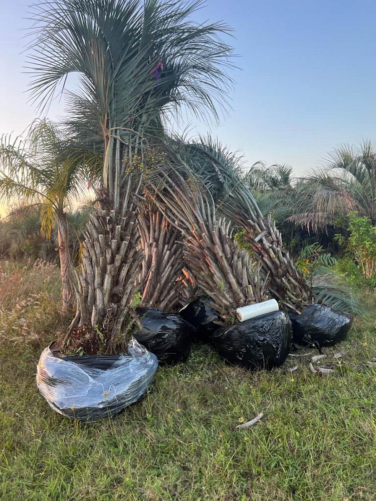 butia-capitata-cocos-australis-pindo-palm-jelly-palm