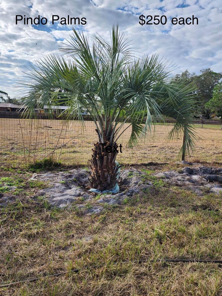 butia-capitata-cocos-australis-pindo-palm-jelly-palm