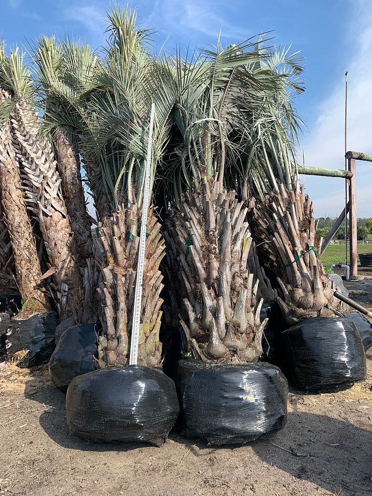 butia-capitata-cocos-australis-pindo-palm-jelly-palm