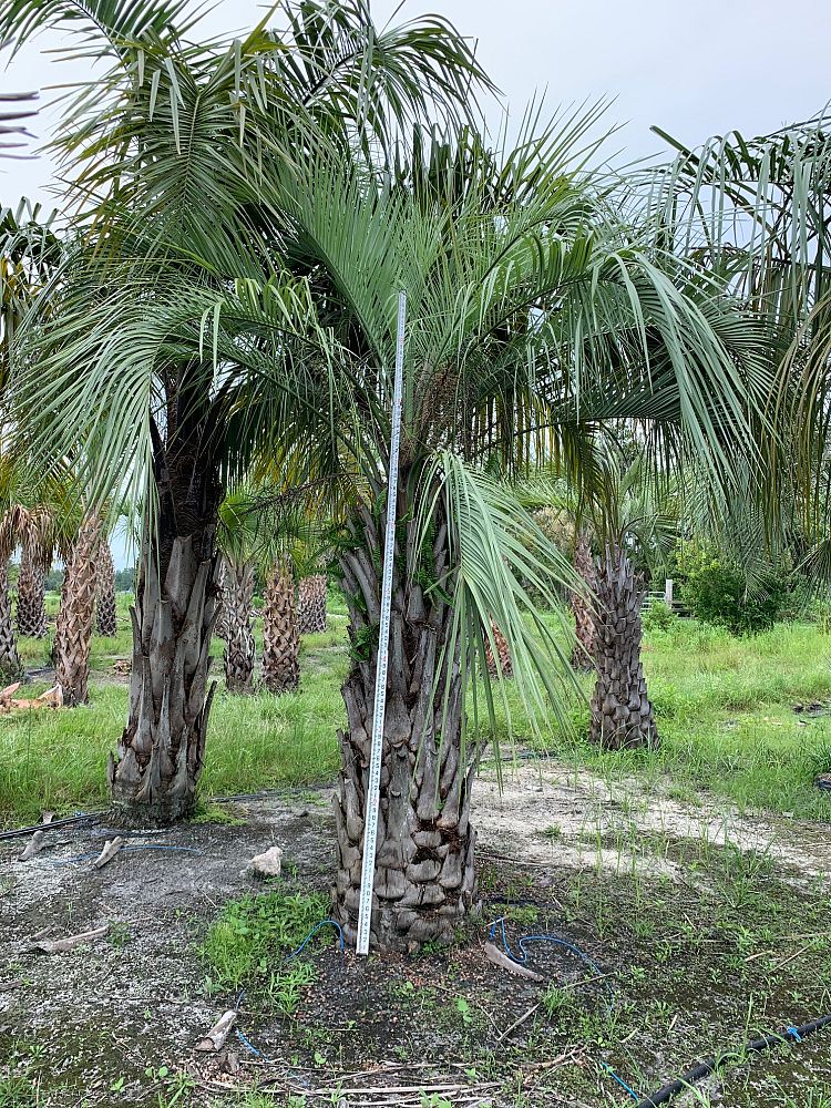 butia-capitata-cocos-australis-pindo-palm-jelly-palm