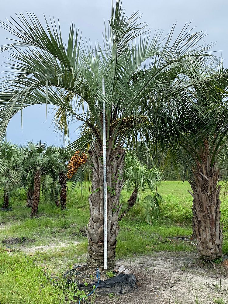 butia-capitata-cocos-australis-pindo-palm-jelly-palm