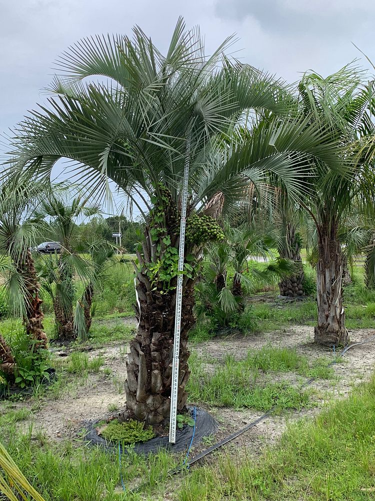 butia-capitata-cocos-australis-pindo-palm-jelly-palm