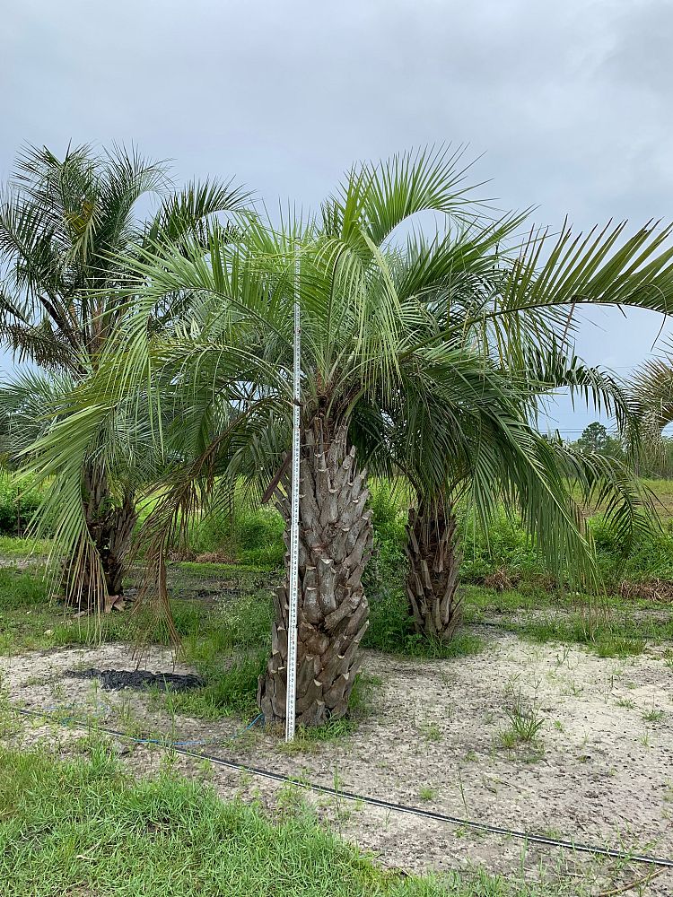 butia-capitata-cocos-australis-pindo-palm-jelly-palm