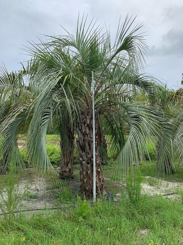 butia-capitata-cocos-australis-pindo-palm-jelly-palm