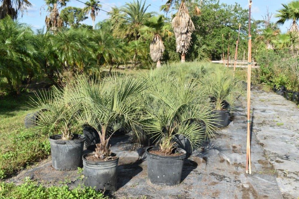 butia-capitata-cocos-australis-pindo-palm-jelly-palm